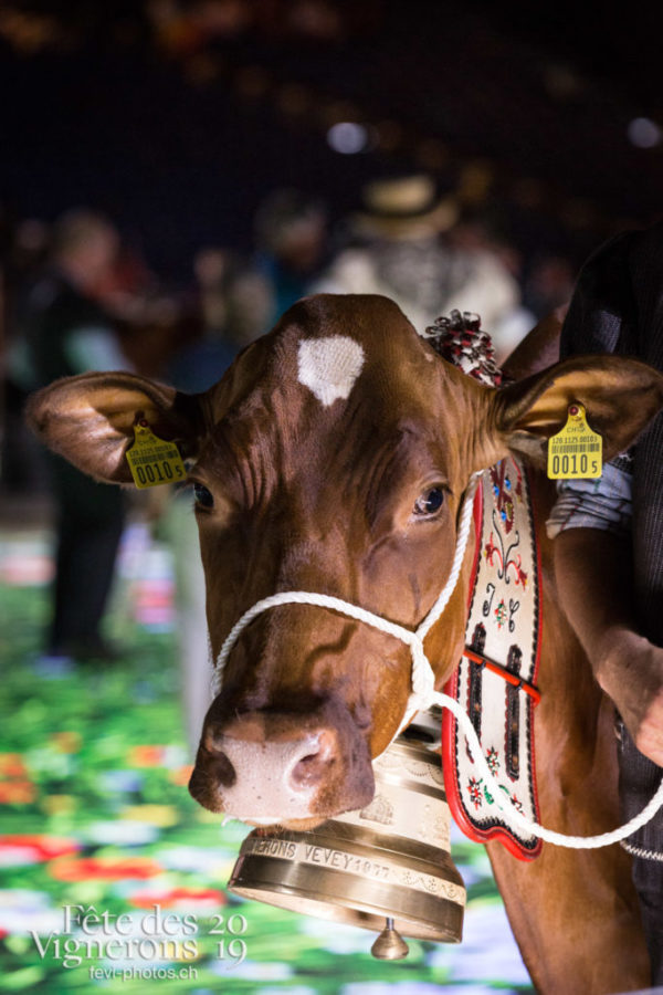 Filage du 12 juillet 2019 - Répétition générale, Vaches, Photographies de la Fête des Vignerons 2019.