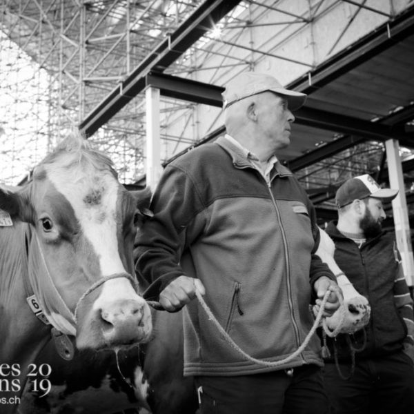 Ce matin, l'arène de la Fête des Vignerons a reçu pour la première fois la visite de quelques vaches.