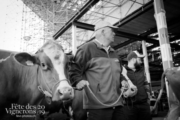 Ce matin, l'arène de la Fête des Vignerons a reçu pour la première fois la visite de quelques vaches.