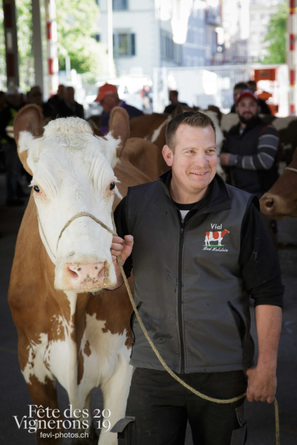 Ce matin, l'arène de la Fête des Vignerons a reçu pour la première fois la visite de quelques vaches.