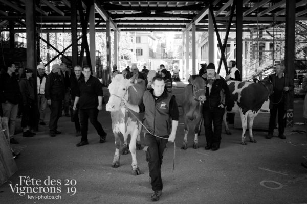 Ce matin, l'arène de la Fête des Vignerons a reçu pour la première fois la visite de quelques vaches.
