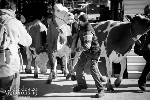Ce matin, l'arène de la Fête des Vignerons a reçu pour la première fois la visite de quelques vaches.