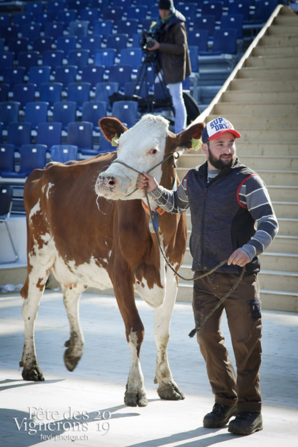 Ce matin, l'arène de la Fête des Vignerons a reçu pour la première fois la visite de quelques vaches.