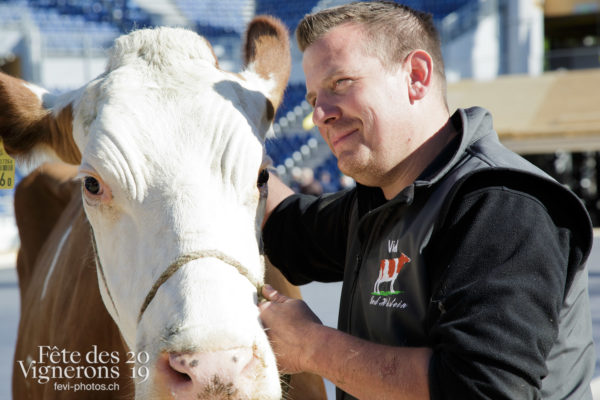 Ce matin, l'arène de la Fête des Vignerons a reçu pour la première fois la visite de quelques vaches.