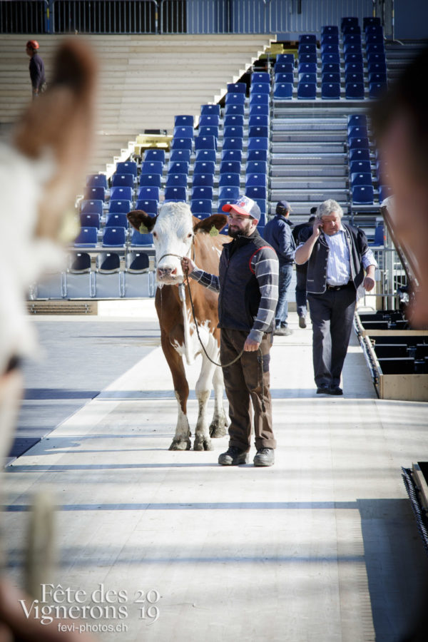 Ce matin, l'arène de la Fête des Vignerons a reçu pour la première fois la visite de quelques vaches.