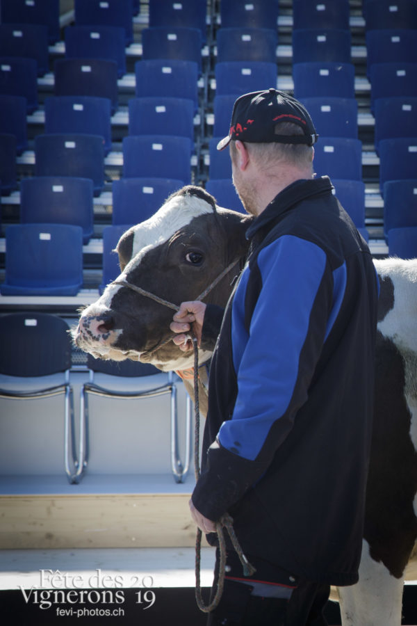Ce matin, l'arène de la Fête des Vignerons a reçu pour la première fois la visite de quelques vaches.