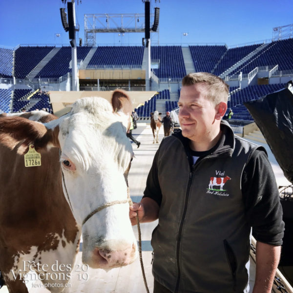 Ce matin, l'arène de la Fête des Vignerons a reçu pour la première fois la visite de quelques vaches.