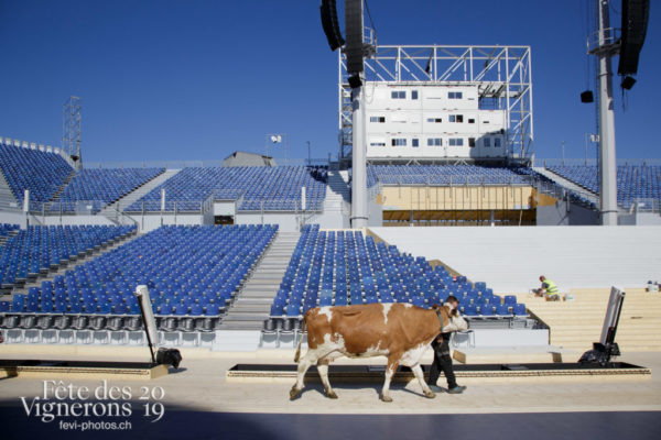 Ce matin, l'arène de la Fête des Vignerons a reçu pour la première fois la visite de quelques vaches.