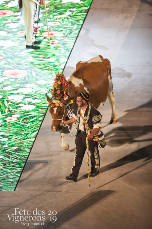 Répétition generale - Armaillis, Vaches, Photographies de la Fête des Vignerons 2019.