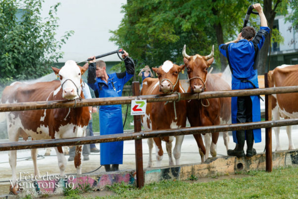 Ce vendredi 12 juillet, les vaches du spectacle sont arrivée à la ferme, au Jardin Doret.