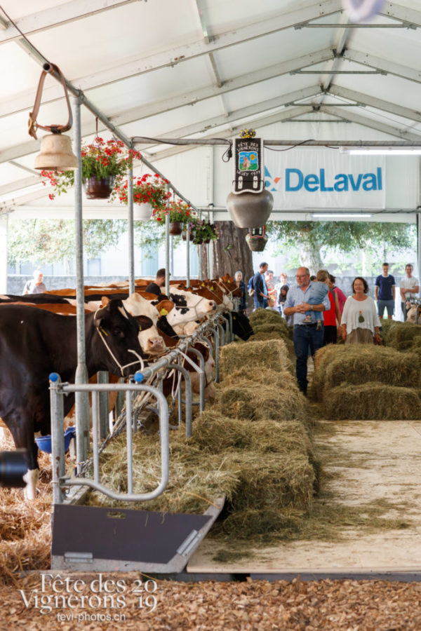 Arrivée des vaches à la ferme - Armaillis, espace-fribourgeois, ferme, Vaches, Photographies de la Fête des Vignerons 2019.